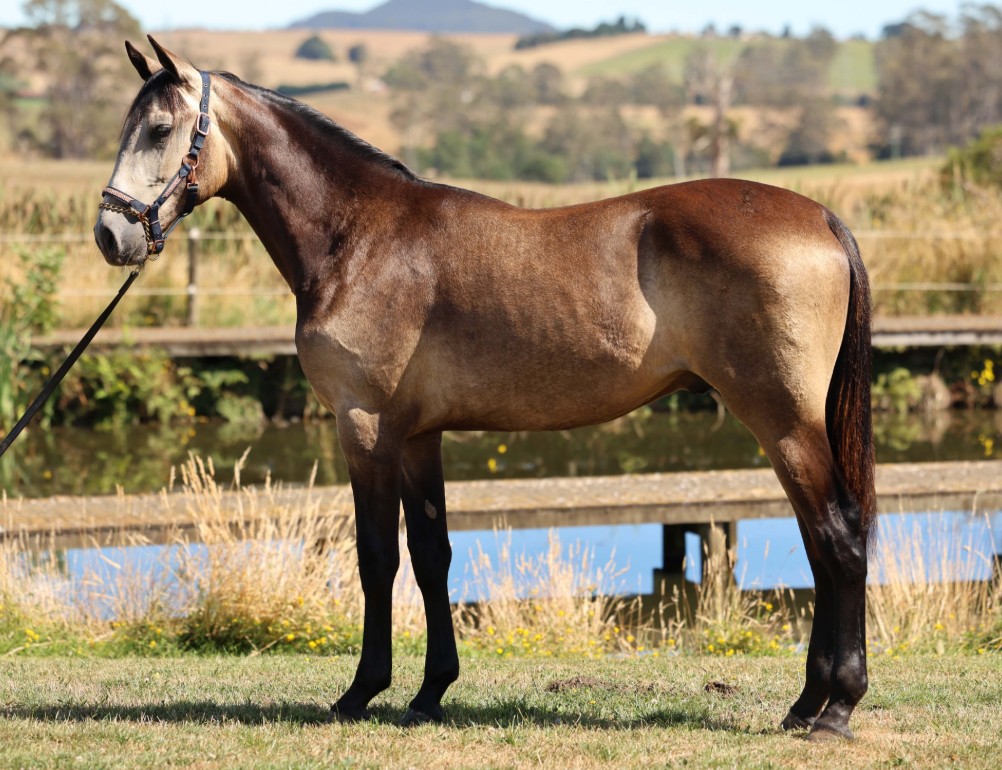 Lot 169 - Sire: Lennytheshark | Dam: Celtic Cat