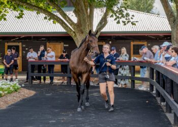Elite Northern Hemisphere genetics shine at 2026 NZB Yearling Sale