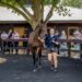 Elite Northern Hemisphere genetics shine at 2026 NZB Yearling Sale