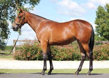 Focus on vendors with single lots