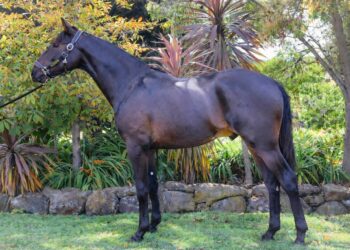 Story Submission – Lot 29 Bling It On Colt (with photo)