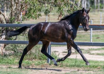 Lot 43 Captain Crunch x Hughie’s Sister