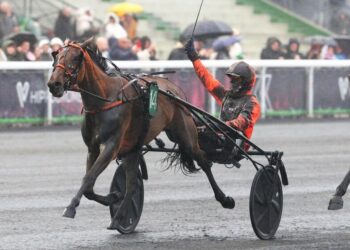 High On Pepper takes STL Gold