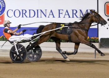 Rakero Blaze impresses in Bay Johnny Free For All at Menangle