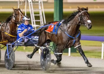 Ultimate Machete – sire of lot 33