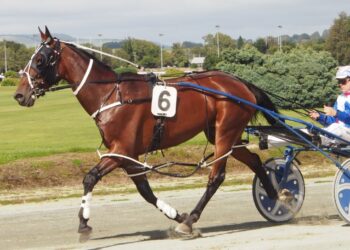 Wag Star gets chance to return to winning form