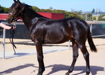 Next‑Gen Sires step into the spotlight at Nutrien Tasmania