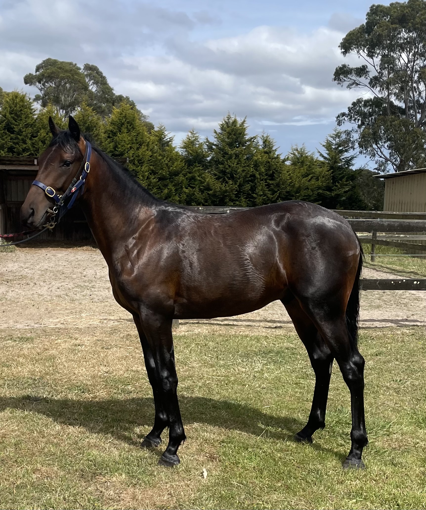 Rock N Roll Heaven out of the Group 3 winning mare Tisu Holly